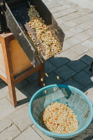 coffee cherries sliding into a basket