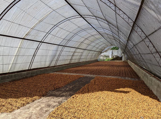 Coffee drying at the Ramirez Estate, a family owned coffee farm in the Dominican Republic.