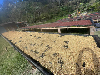 Bryan Bautista, Honduras