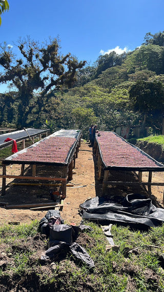 Bryan Bautista, Honduras