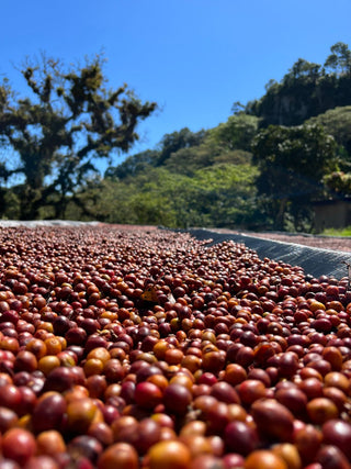 Bryan Bautista, Honduras